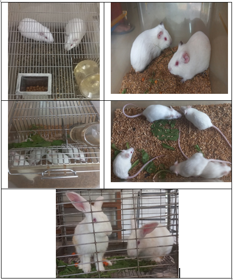 In vitro Diagnostics